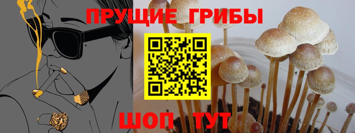 Галлюциногенные грибы Psilocybe Реутов